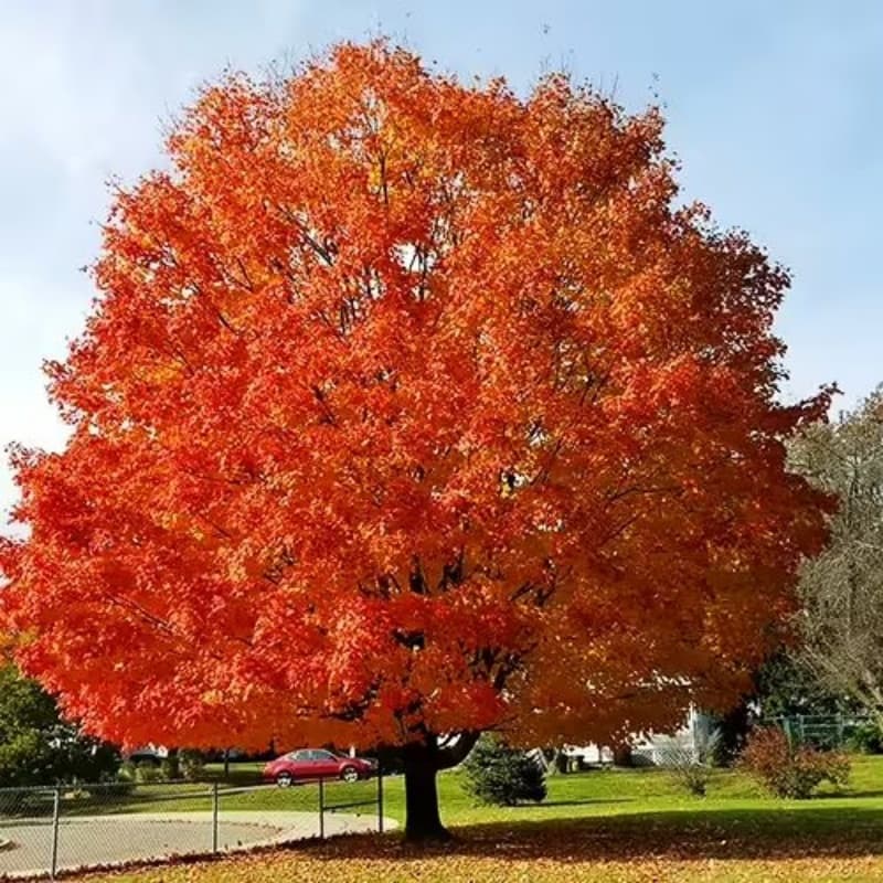 Japanese Miniature Red Maple Bonsai Seeds (Acer Palmatum)