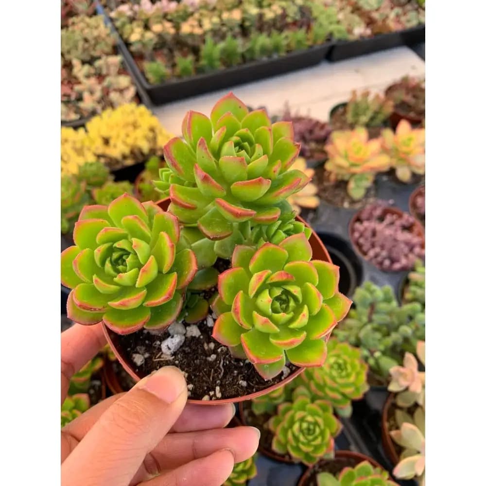 Echeveria Snow 'Laui x Strictiflora' Rare Pink Succulents