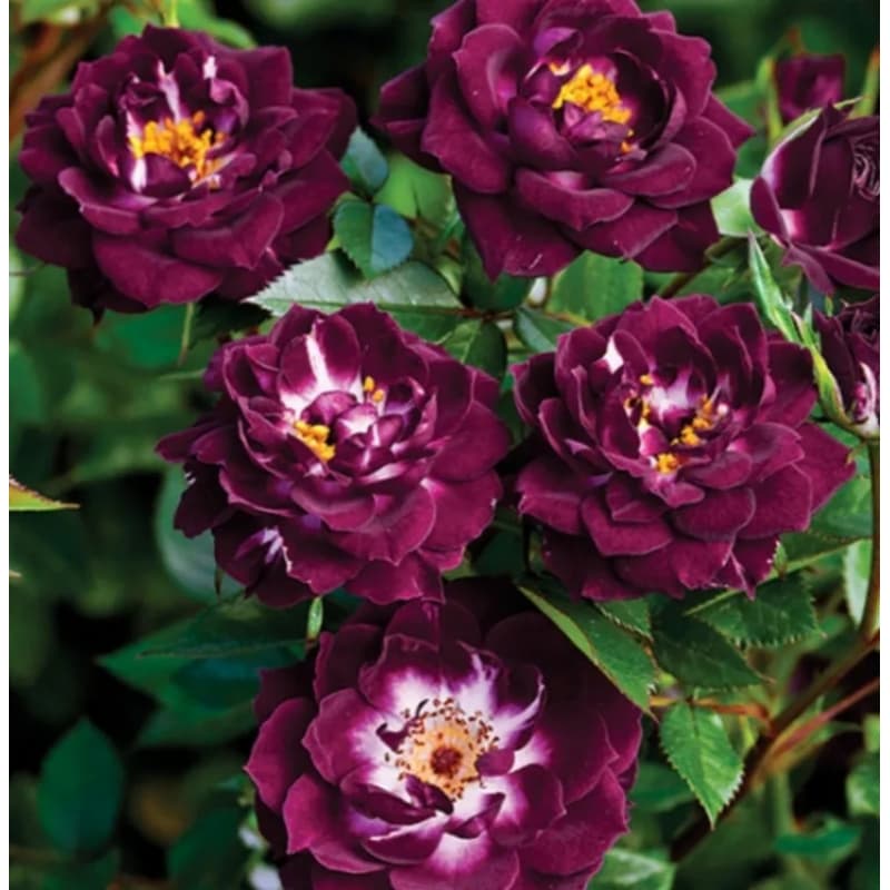 Perennial Rustic Climbing Trellis Vine Plants & Seeds