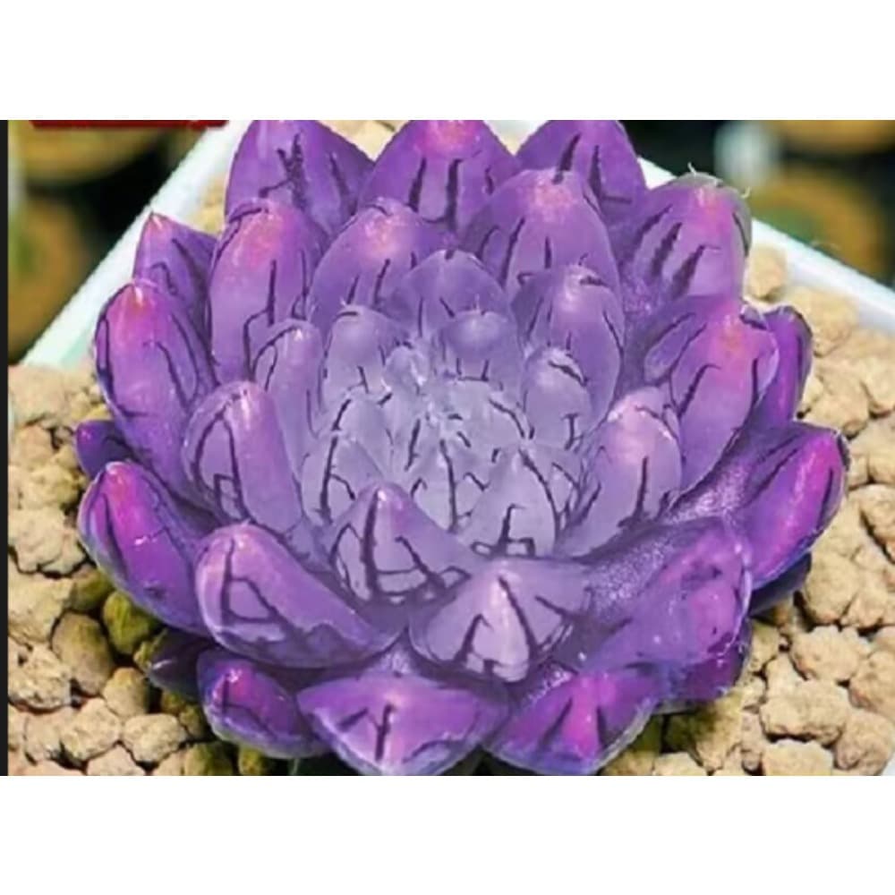 Miniature Bowl Lotus Seeds for Desktop & Aquarium