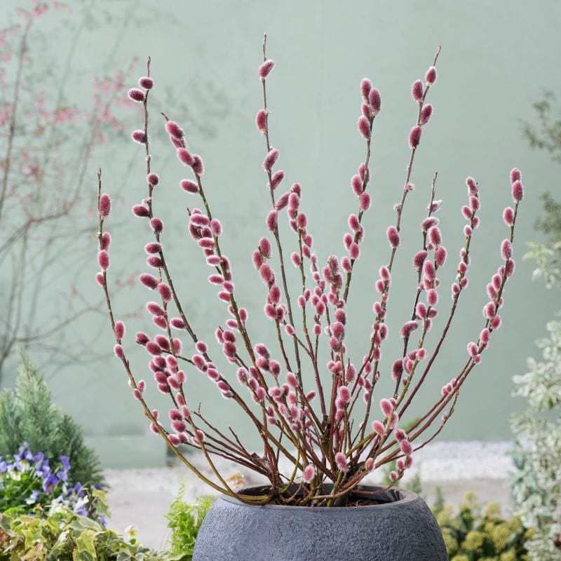 Sweet Italian Genovese Basil Seeds (Ocimum Basilicum)