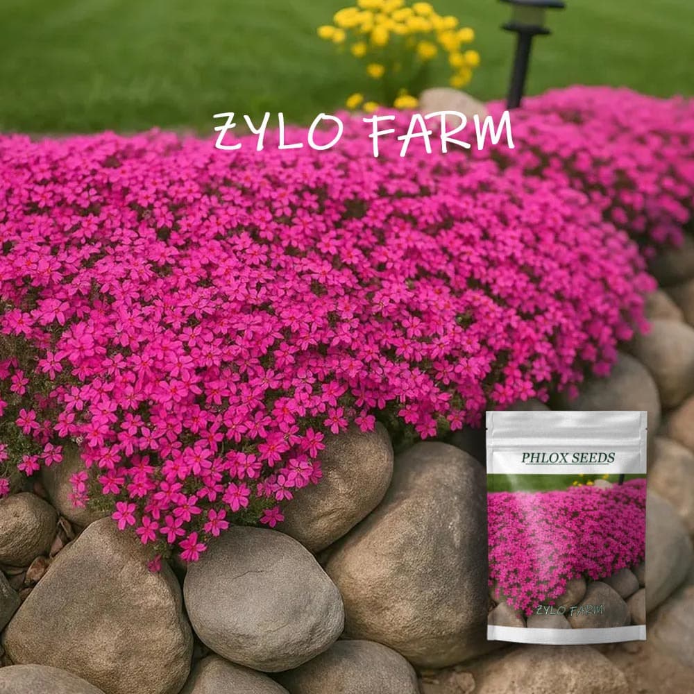 Scarlet Flame Creeping Phlox Seeds (Phlox Subulata Red Carpet)