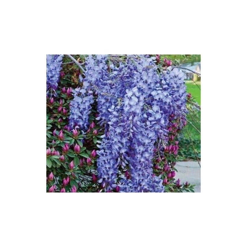 Purple Chinese Wisteria Seeds (Wisteria Sinensis)
