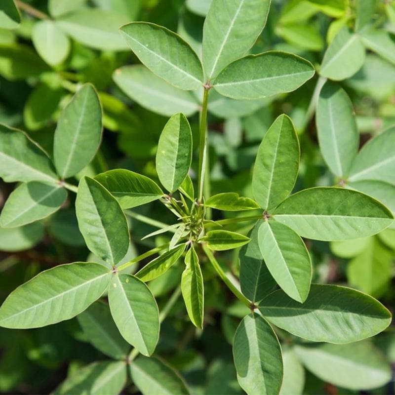 Chipilin Heirloom Edible Greens Seeds (Crotalaria Longirostrata)